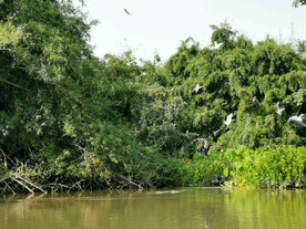 广东新会小鸟天堂湿地