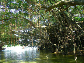 广东新会小鸟天堂湿地