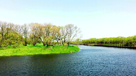 黑龙江黑瞎子岛湿地