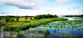 黑龙江黑瞎子岛湿地