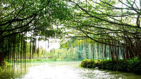 广东新会小鸟天堂湿地