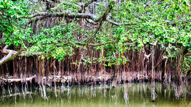 广东新会小鸟天堂湿地