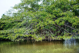 广东新会小鸟天堂湿地