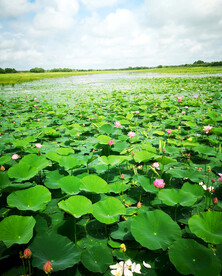 黑龙江黑瞎子岛湿地
