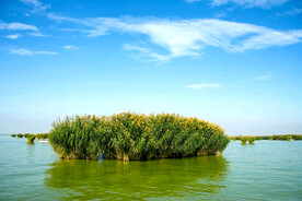 宁夏沙湖湿地