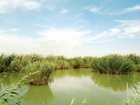 宁夏沙湖湿地