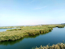 宁夏沙湖湿地