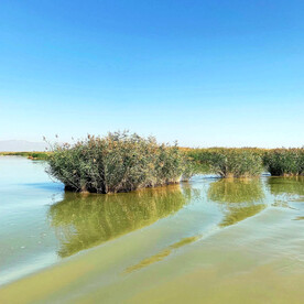 宁夏沙湖湿地