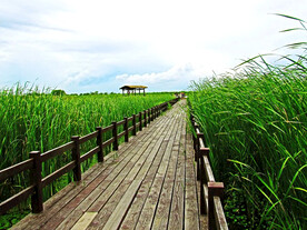 浙江宁波杭州湾国家湿地