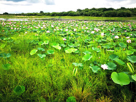 黑龙江黑瞎子岛湿地