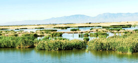 宁夏沙湖湿地