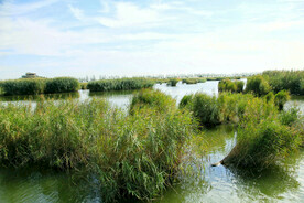 宁夏沙湖湿地