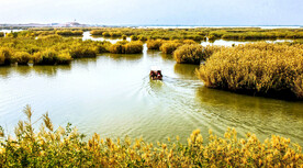 宁夏沙湖湿地