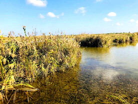 浙江宁波杭州湾国家湿地