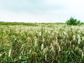 浙江宁波杭州湾国家湿地