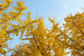 秋色 银杏叶图片 