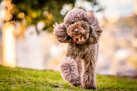 草地奔跑的贵宾犬