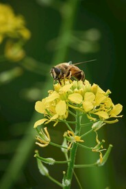 蜜蜂