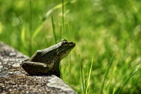 青蛙