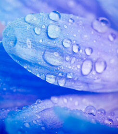 紫色花瓣上的露珠