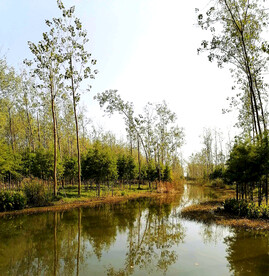 安徽合肥滨湖湿地公园