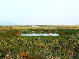 福建闽江河口湿地