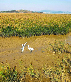 福建闽江河口湿地