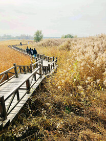 北京野鸭湖湿地公园