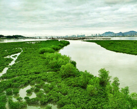 福建厦门下潭尾红树林湿地