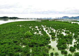 福建厦门下潭尾红树林湿地