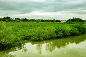 福建厦门下潭尾红树林湿地