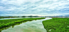 福建厦门下潭尾红树林湿地