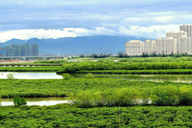 福建厦门下潭尾红树林湿地1