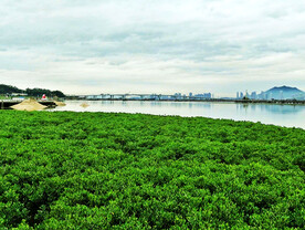 福建厦门下潭尾红树林湿地