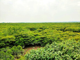 广东湛江高桥红树林湿地