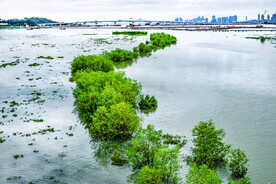 福建厦门下潭尾红树林湿地