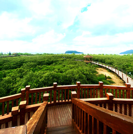 广东海陵岛红树林湿地
