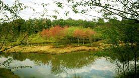 福建长汀汀江国家湿地公园