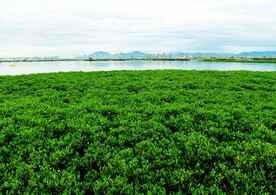 福建厦门下潭尾红树林湿地