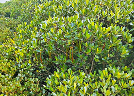 福建漳江口红树林湿地