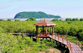 广东海陵岛红树林湿地
