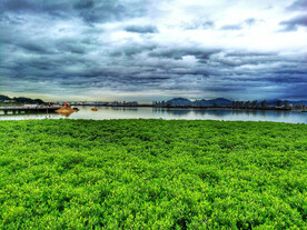 福建厦门下潭尾红树林湿地