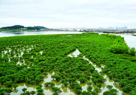 福建厦门下潭尾红树林湿地