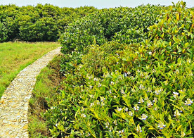 福建漳江口红树林湿地