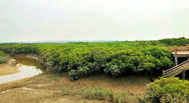 广东湛江高桥红树林湿地