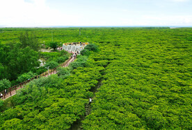广东湛江高桥红树林湿地