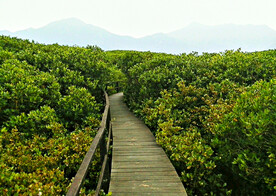 福建漳江口红树林湿地
