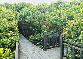 福建漳江口红树林湿地