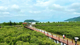 广东海陵岛红树林湿地