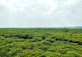 广东湛江高桥红树林湿地